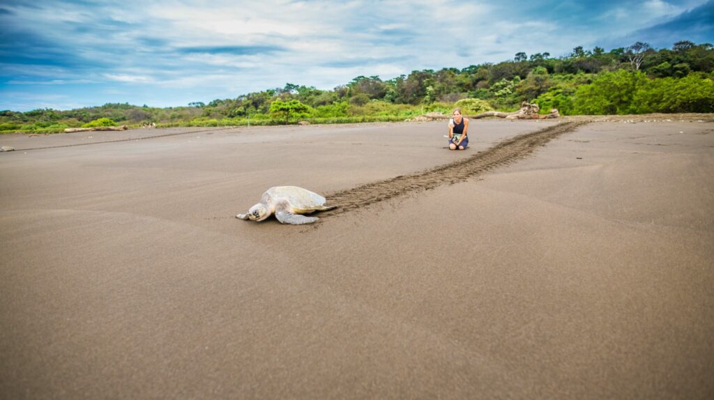 Nidification des tortues - Activité au Costa Rica