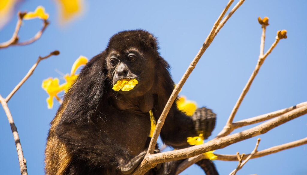 Singe hurleur au Costa Rica