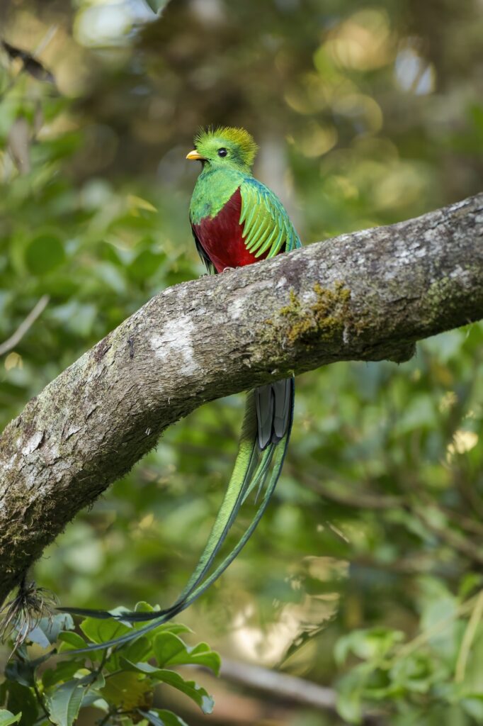 Colorful resplendent quetzal sitting on a scrub in cloud forest at sunset