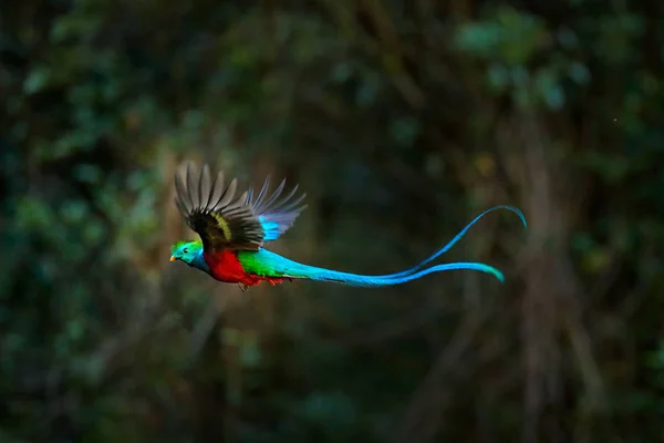 Quetzal resplendissant en plein vol