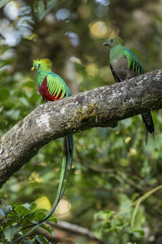 Two resplendent quetzal sitting on tree in summer light