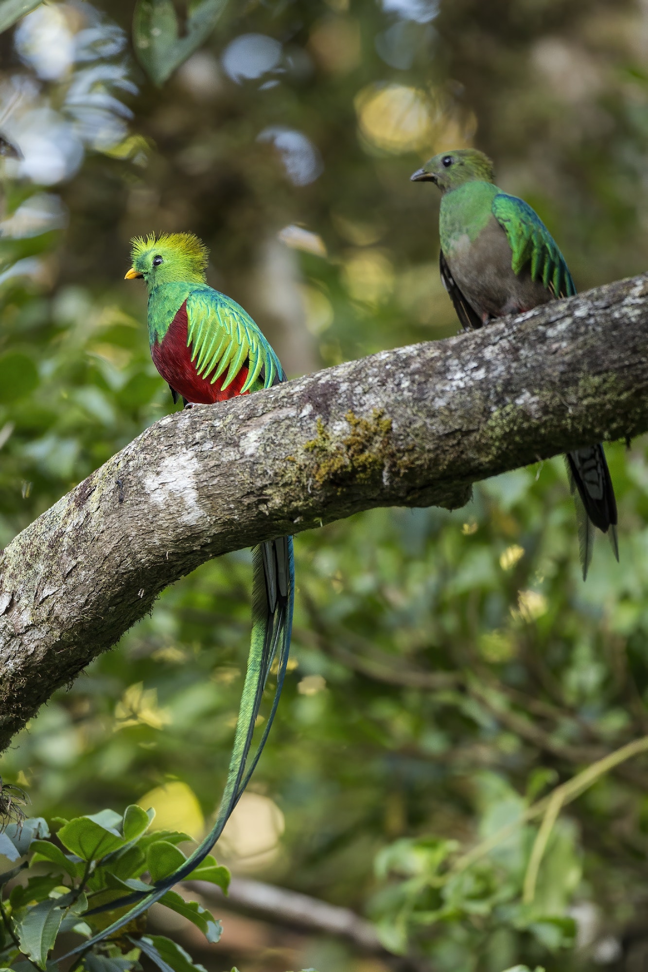 Quetzal Resplendissant Oiseau Protégé du Costa Rica — free download