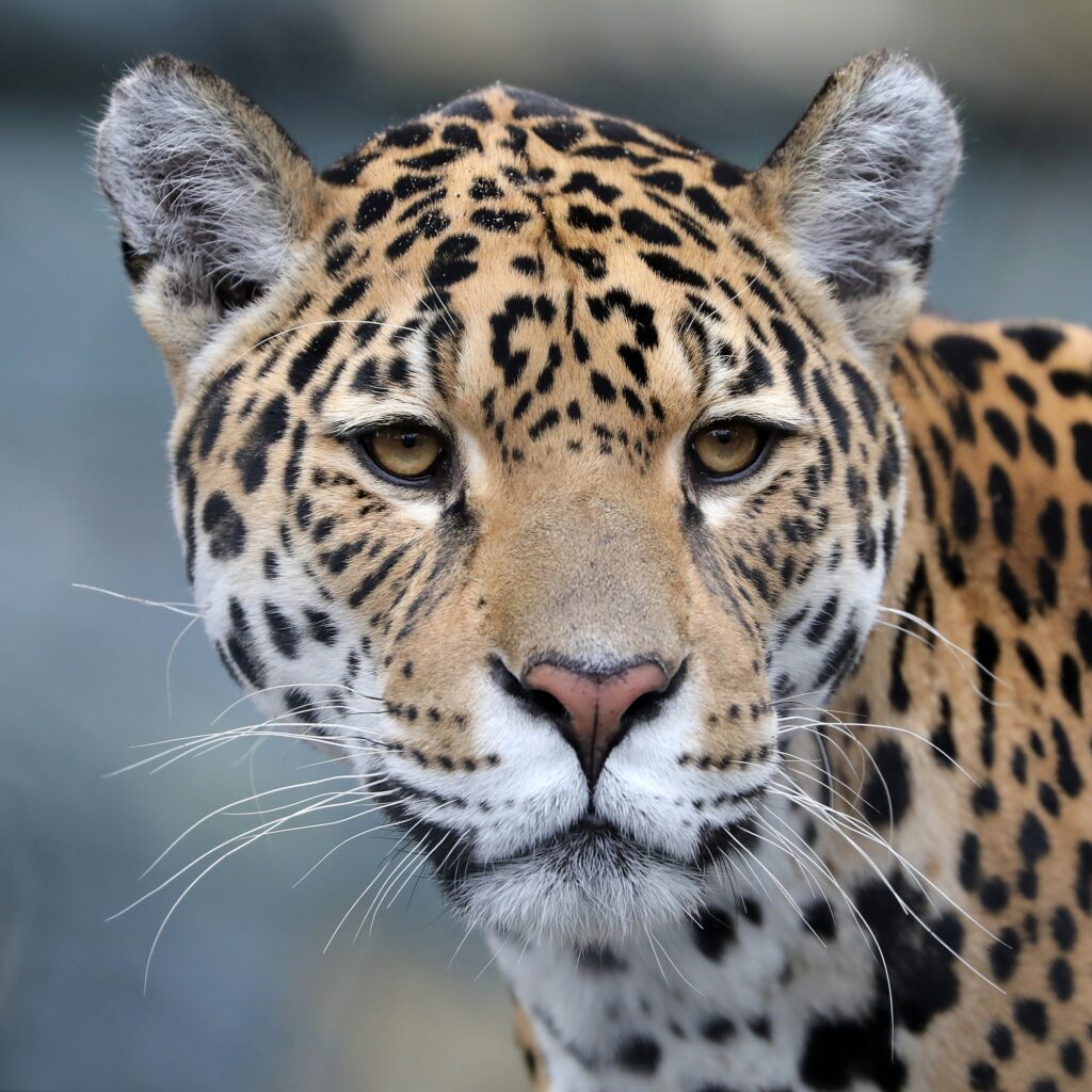 Jaguar