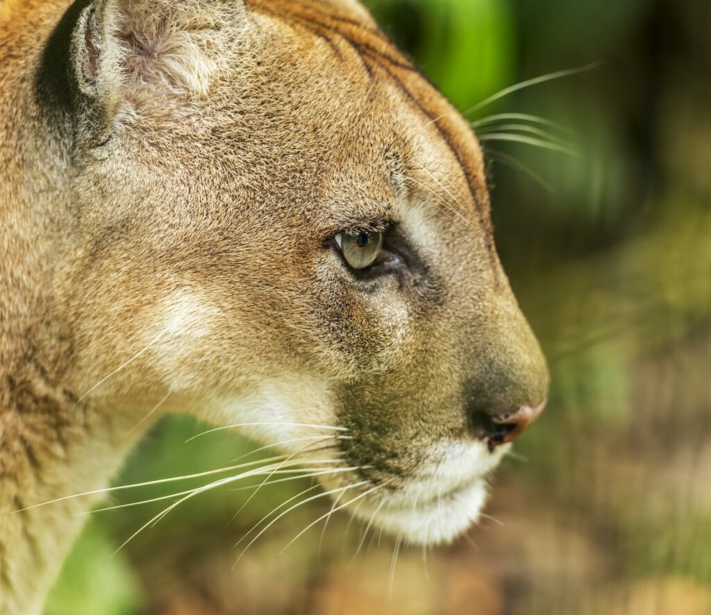 Puma Cat Costa Rica